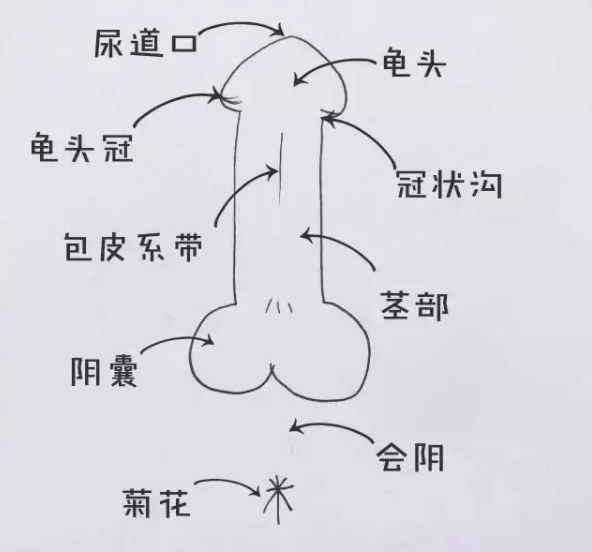 口爱丁丁有三部,桂头茎部和蛋蛋,三部合一技法高,唇舌并有才最爽.